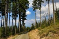 Trees, Spring landscape around ÃÂ piÃÂÃÂ¡k, ski resort, Bohemian Forest (ÃÂ umava), Czech Republic